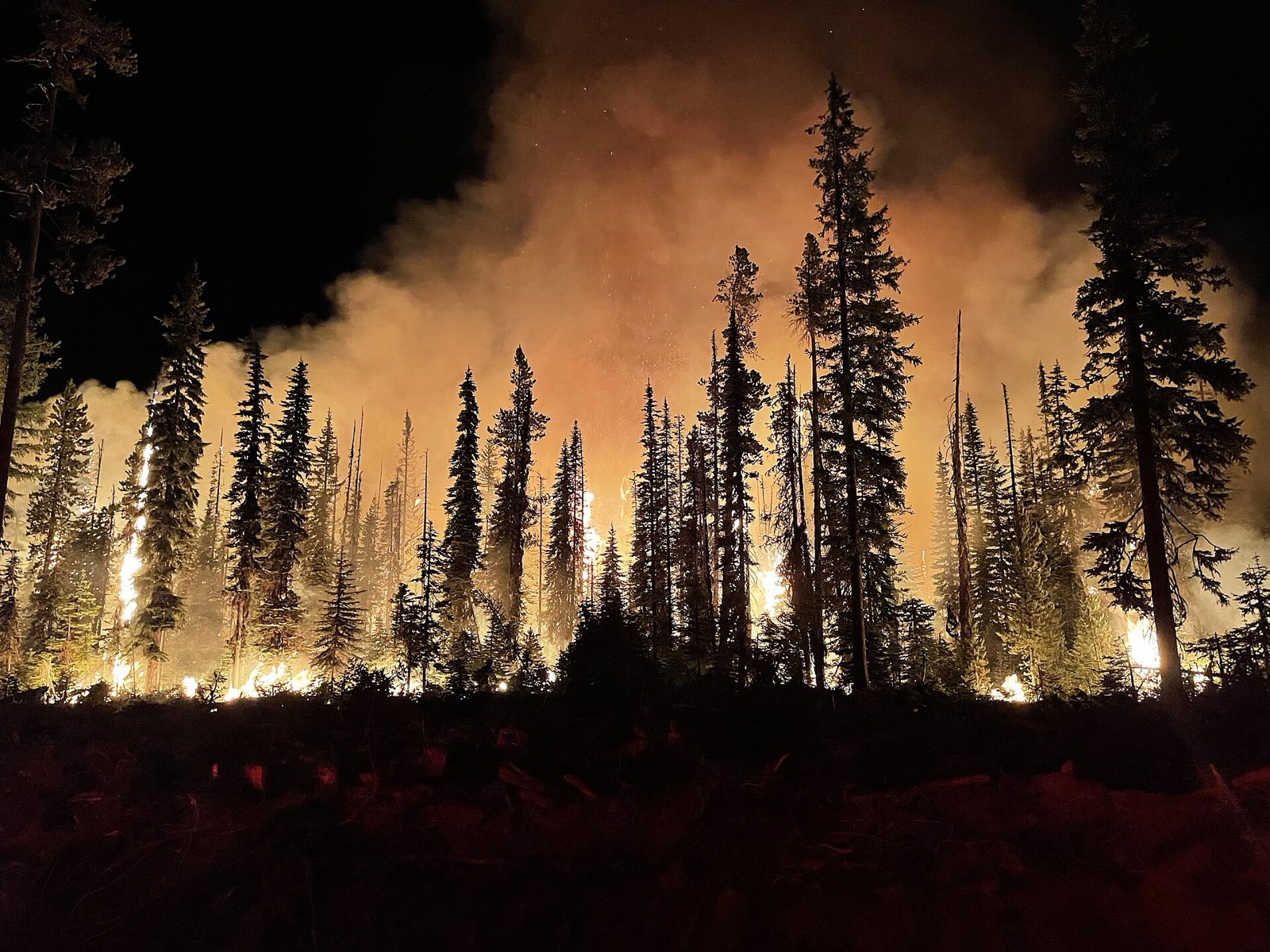 Wildfire burning through a forest at night